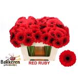 Gerbera MINI Red Ruby*20