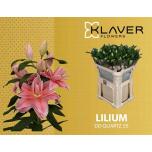 Lilium Liilia OR DU Dutch Quartz 80cm