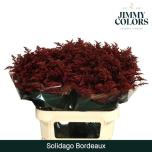 Solidago Kuldvits paint 80cm