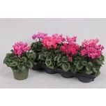 Cyclamen pers small flower bisous 13cm