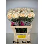 Dianthus Nelk ST Peach Tea*20