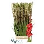 Gladiolus Gladiool For Evigt