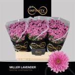 Chrysanthemum Krüsanteem SANTINI Miller Lavender*25