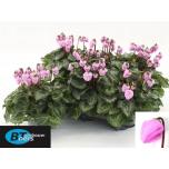 Cyclamen pers Alpikann small flower windbell 10,5cm