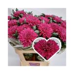 Chrysanthemum Krüsanteem BL Lotso*10