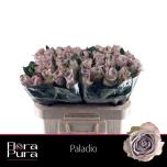 Roos 50cm Paladio