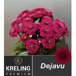 Chrysanthemum Krüsanteem SP Dejavu*5