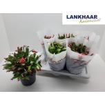 Schlumbergera Jõulukaktus trun flame mix 17cm