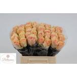 Roos 40cm Desert Rose