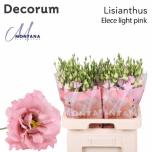 Eustoma Preeriakell Elece light pink