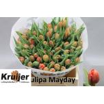 Tulp do Mayday