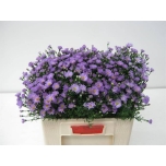 Aster Cassandra 55cm