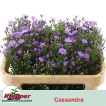 Aster Cassandra 70cm