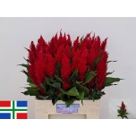 Celosia Plum Century Red 60cm