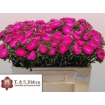 Callistephus Aedaster Mats Pink 50cm