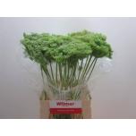 Ammi Visnaga Green Mist 70cm