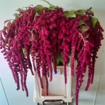 Amaranthus Rebashein Rosary 70cm