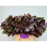 Cotinus Parukapuu Royal Purple 50cm*20