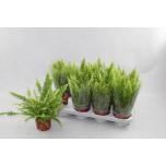 Nephrolepis Green Lady 12cm