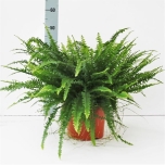 Nephrolepis exaltata green lady 24cm