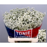 Limonium Parkjuur White Diamond 60cm