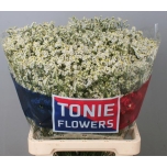 Limonium Parkjuur White Diamond 70cm