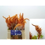 Amaranthus Rebashein Hot Biscuits 60cm