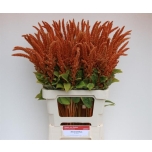 Amaranthus Rebashein Hot Biscuits 70cm