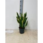 Sansevieria Havisaba trifasciata black gold 17cm