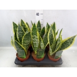 Sansevieria Futura Superba 12cm