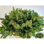 Skimmia Kew Green 35cm (pk)