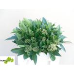 Skimmia Kew Green 35cm (pk)