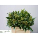 Skimmia Kew Green 35cm (pk)