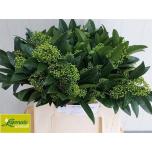 Skimmia Kew Green 35cm (pk)