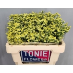 Limonium Parkjuur Yellow Diamond 55cm