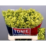 Limonium Parkjuur Yellow Diamond 65cm