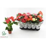 Anthurium andr Flamingolill mixed 4 colours 12cm