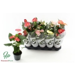 Anthurium andr Flamingolill mixed 4 colours 12cm