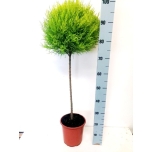 Cupressus macr Küpress goldcrest several shapes 21cm