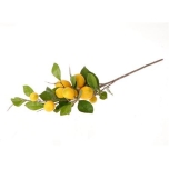 Stem lemon plant yellow l90w27h20