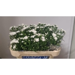 Aster Cassy 65cm