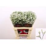 Limonium Parkjuur China White 60cm