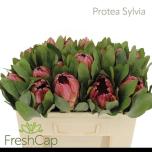 Protea sylvia 50cm