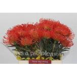 Leucospermum Nõelakera Succession 40cm*10