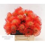 Leucospermum Nõelakera Succession 40cm*10