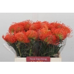 Leucospermum Nõelakera Succession 40cm*10