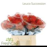 Leucospermum Nõelakera Succession 40cm*10