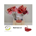 Anthurium Flamingolill Love Red