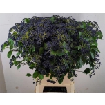 Viburnum Dark Blue Hermania 100cm (tk)