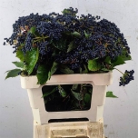 Viburnum Dark Bl Herman 60cm tk